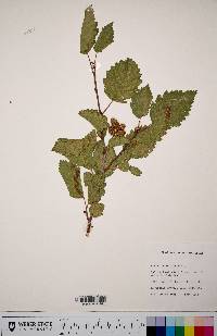 Alnus incana subsp. tenuifolia image