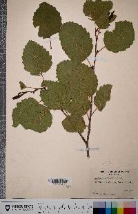 Alnus incana subsp. tenuifolia image