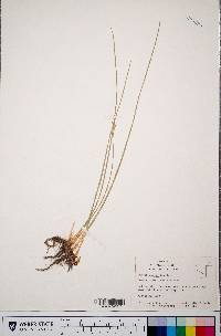 Juncus parryi image