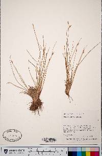 Juncus parryi image