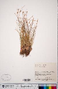 Juncus parryi image