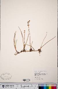 Juncus ensifolius var. montanus image