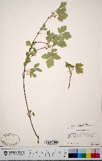 Ribes hudsonianum image