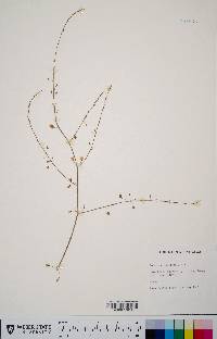 Asparagus officinalis image