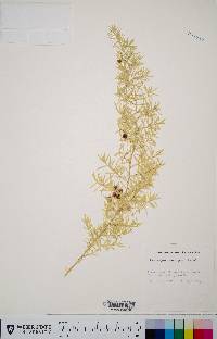 Asparagus densiflorus image