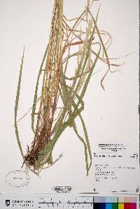 Bromus polyanthus image