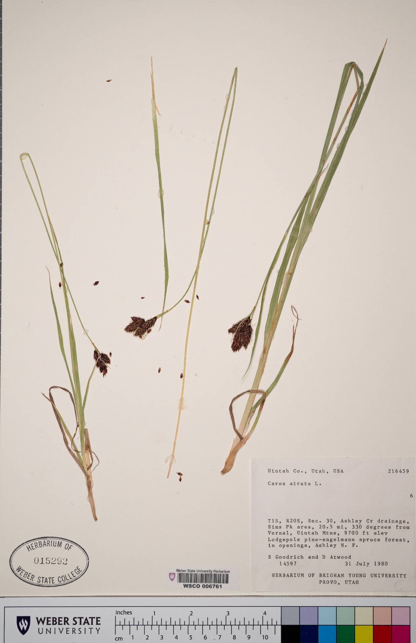 Carex atrata image