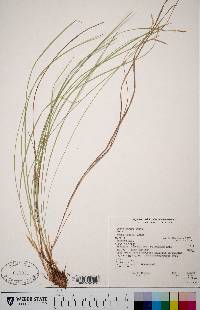 Carex geyeri image