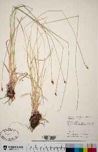 Carex hoodii image