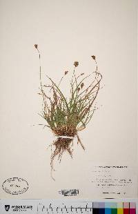 Carex hoodii image