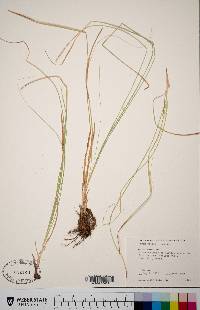 Carex hoodii image