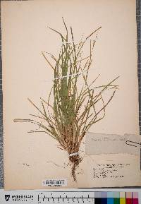 Carex laxiculmis image