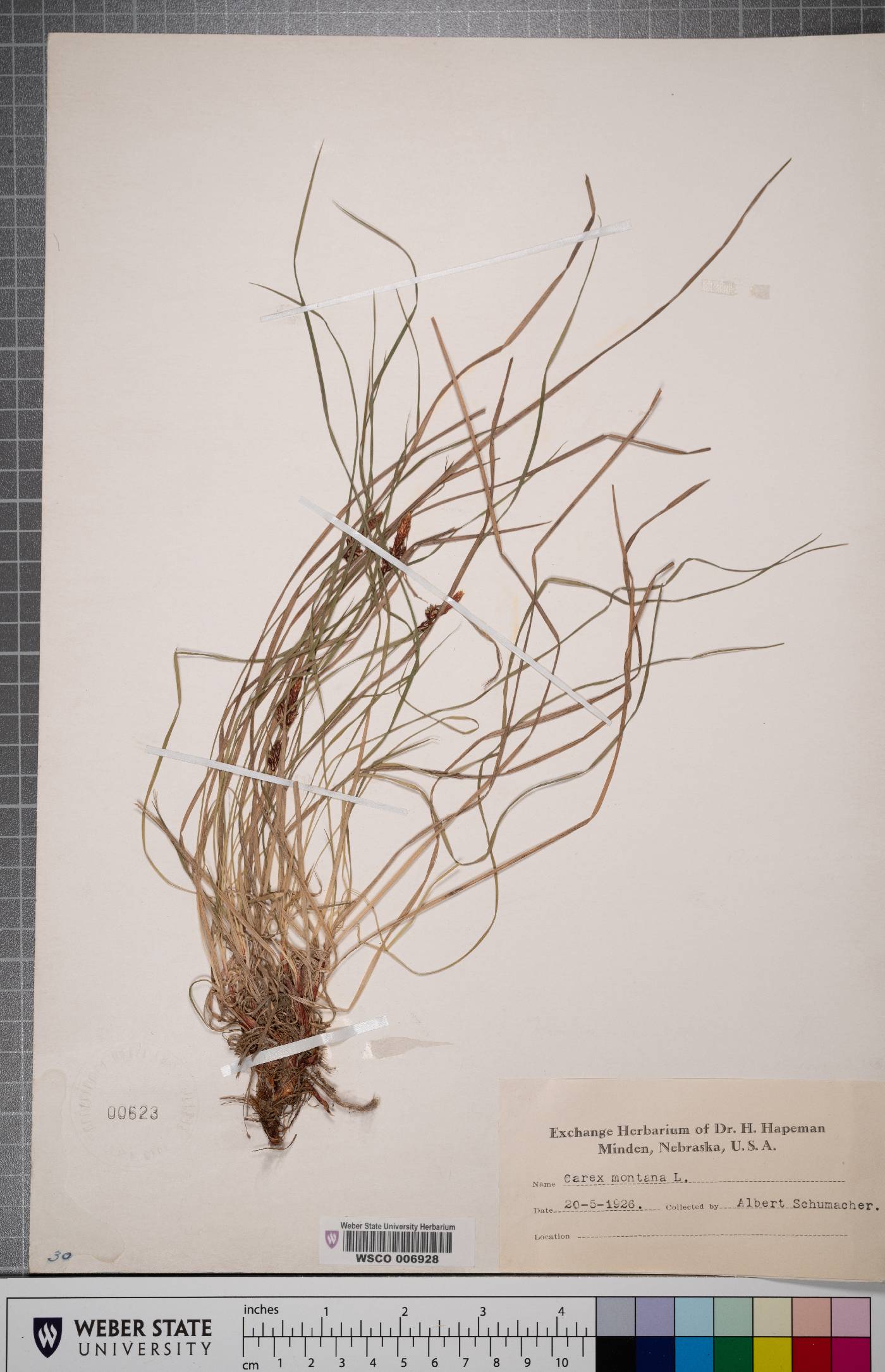 Carex montana image