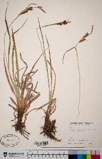 Carex nebrascensis image