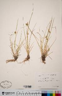 Carex oederi var. viridula image