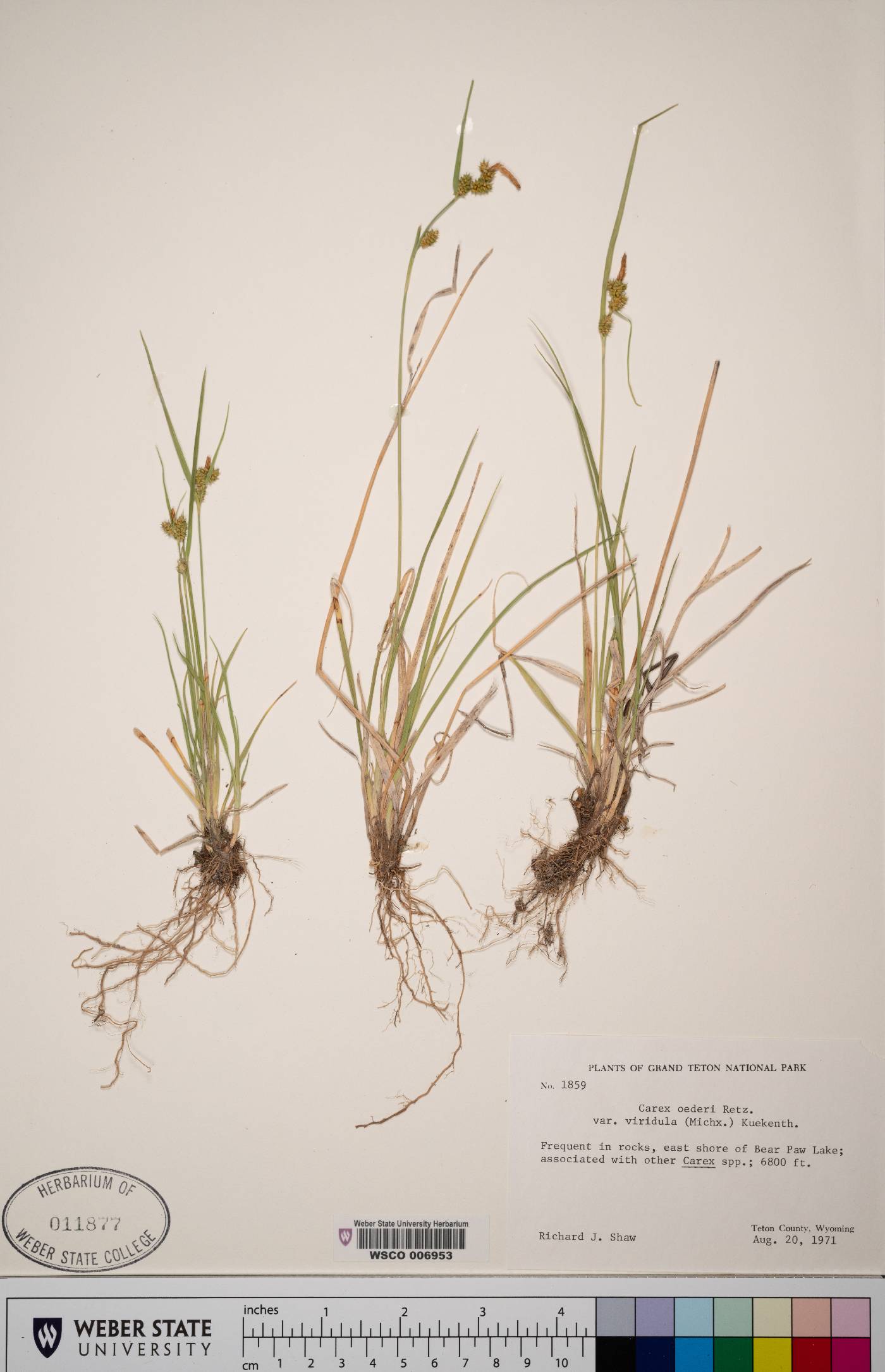 Carex oederi var. viridula image