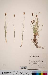 Carex phaeocephala image