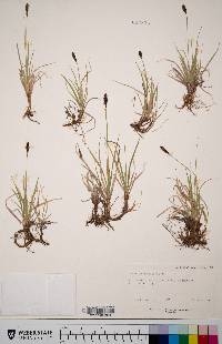 Carex scirpoidea var. pseudoscirpoidea image