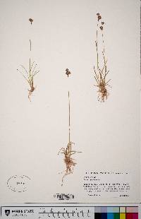 Carex raynoldsii image