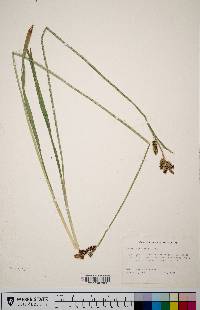 Carex raynoldsii image