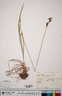 Carex raynoldsii image