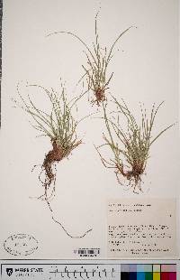 Carex rossii image