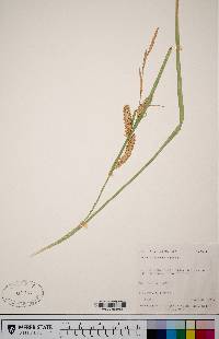 Carex rostrata image