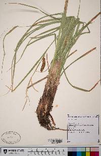 Carex rostrata image