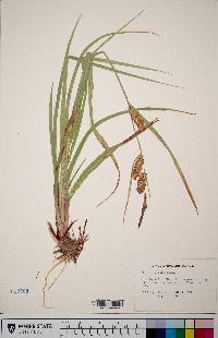 Carex rostrata image