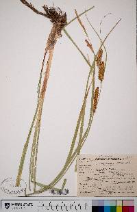 Carex rostrata image