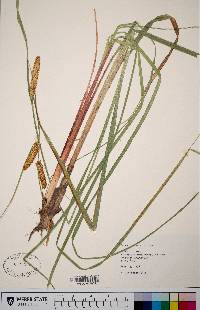 Carex rostrata image