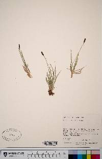 Carex scirpoidea var. pseudoscirpoidea image