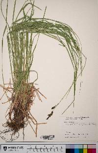 Carex scopulorum image