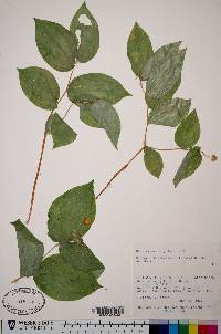 Prosartes trachycarpa image