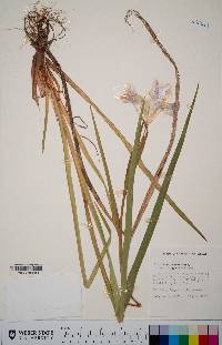Iris douglasiana var. oregonensis image