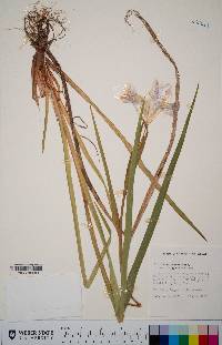 Iris douglasiana image