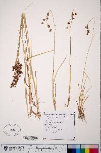 Juncus ensifolius var. montanus image