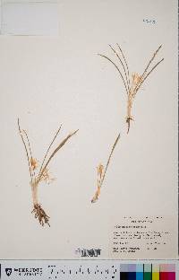 Leucocrinum montanum image