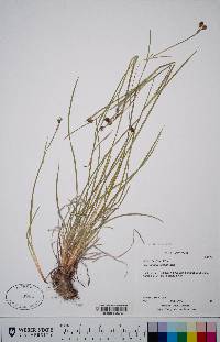 Sisyrinchium demissum image