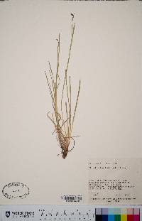 Sisyrinchium idahoense image