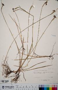 Sisyrinchium sarmentosum image