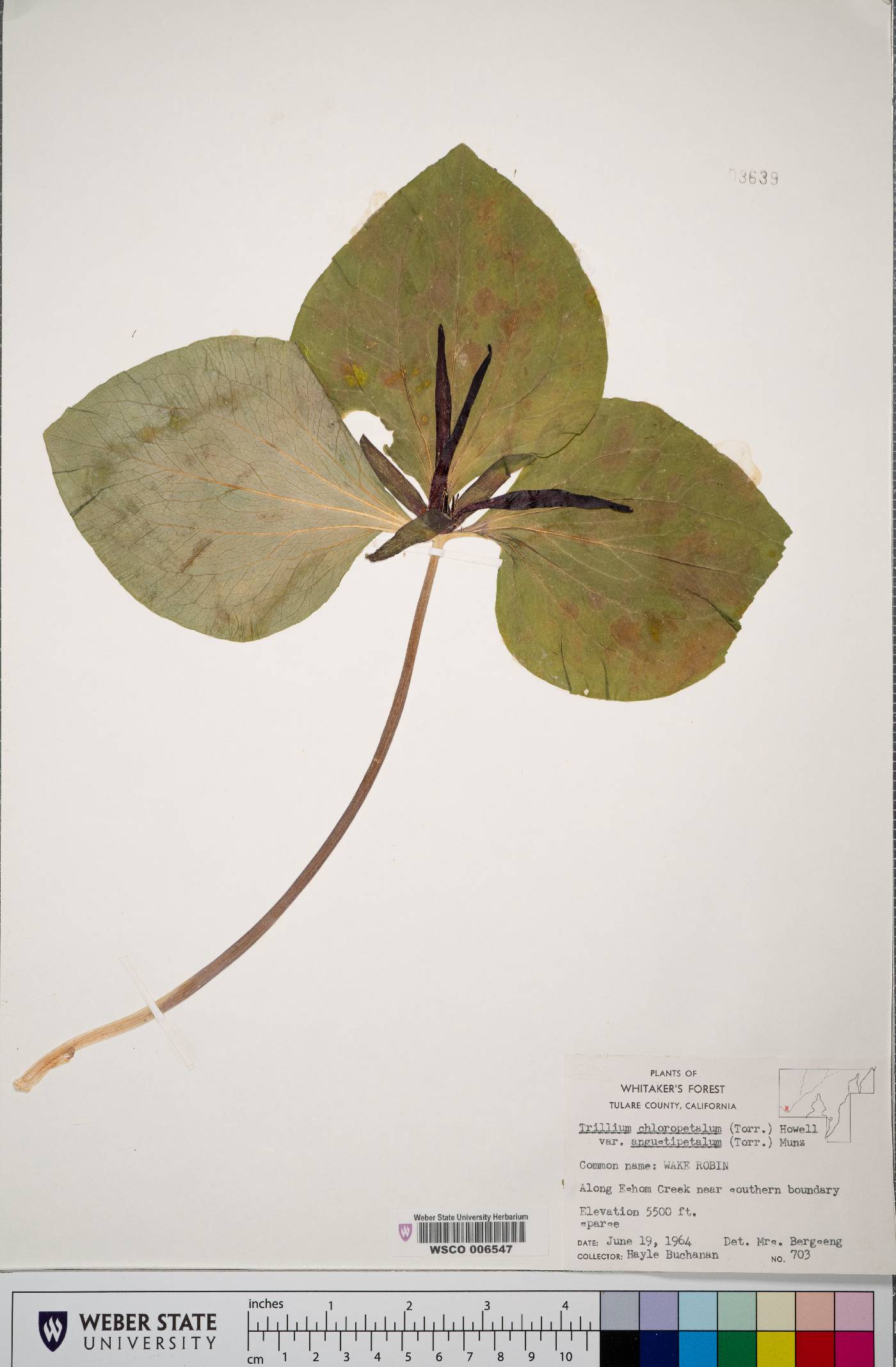 Trillium chloropetalum var. angustipetalum image