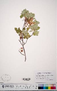 Acer glabrum image