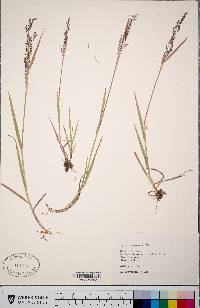 Agrostis exarata image