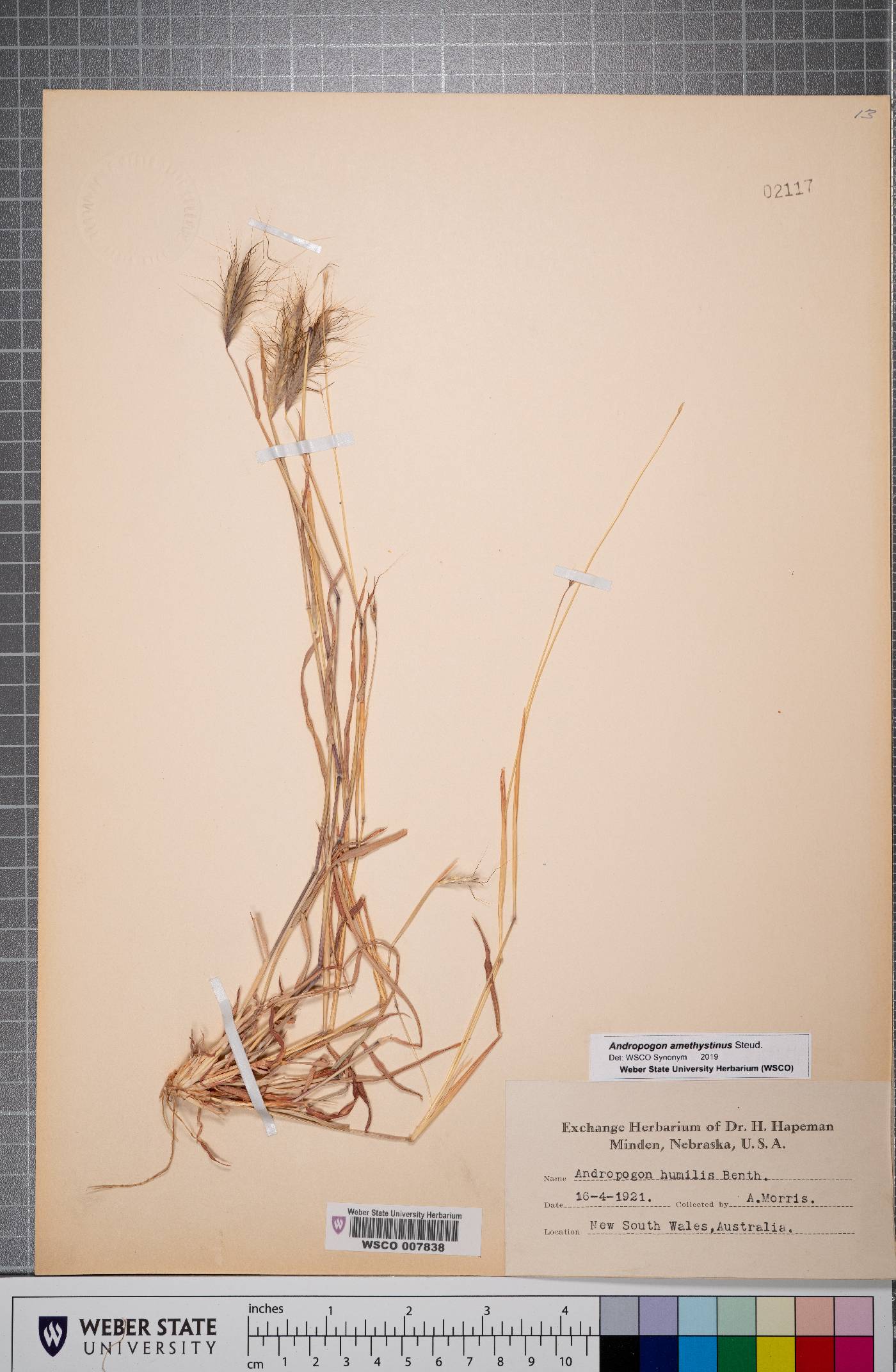 Andropogon amethystinus image