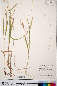 Bromus porteri image