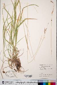 Bromus porteri image