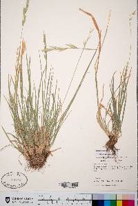 Bromus carinatus image