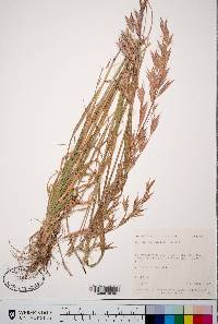 Bromus polyanthus image