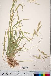 Bromus ciliatus var. richardsonii image